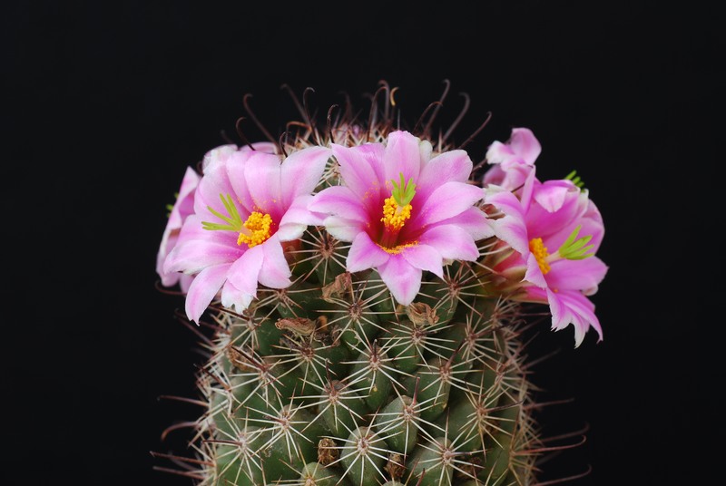 Mammillaria sheldonii 