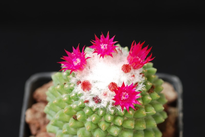 Mammillaria polythele cv. nuda 