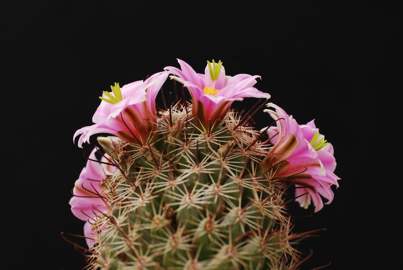 Mammillaria sheldonii 