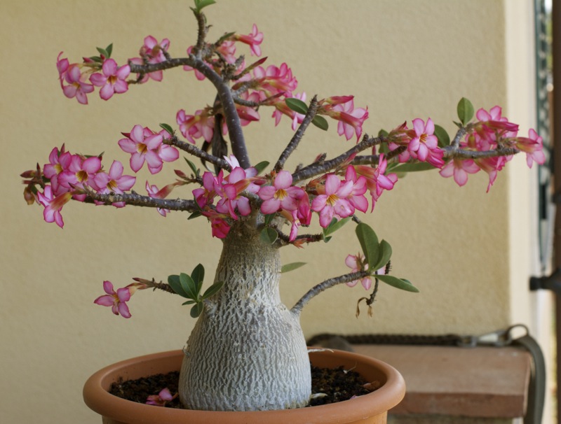 Adenium arabicum 