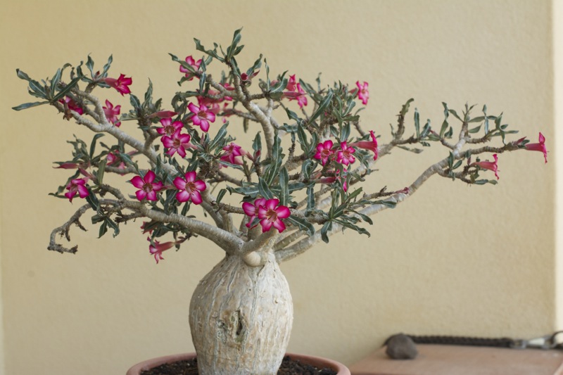 adenium somalense sp. nova