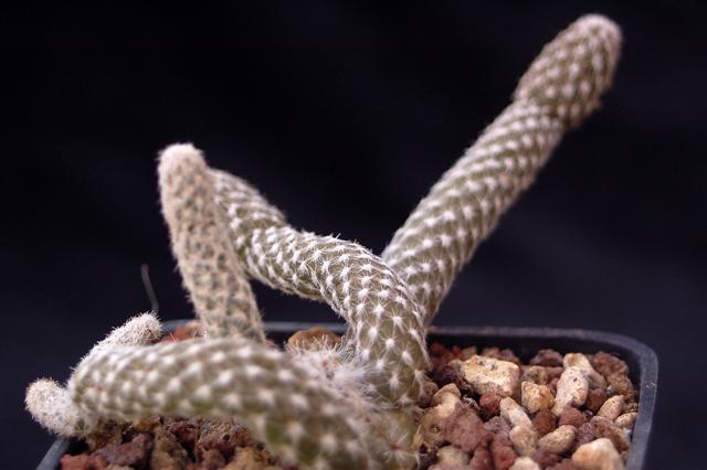 Pterocactus valentinii 