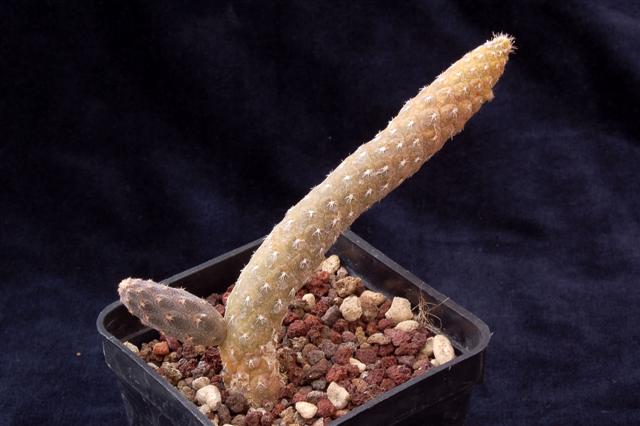 pterocactus reticulatus