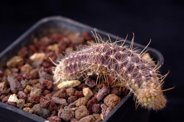 Austrocactus coxii 