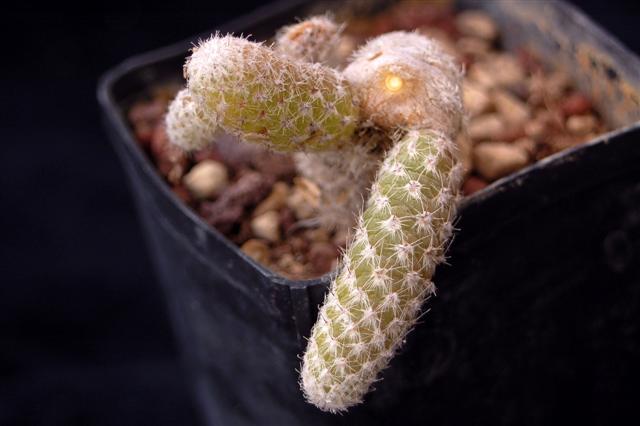 pterocactus megliolii