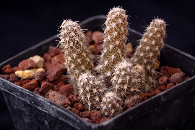 pterocactus fischeri