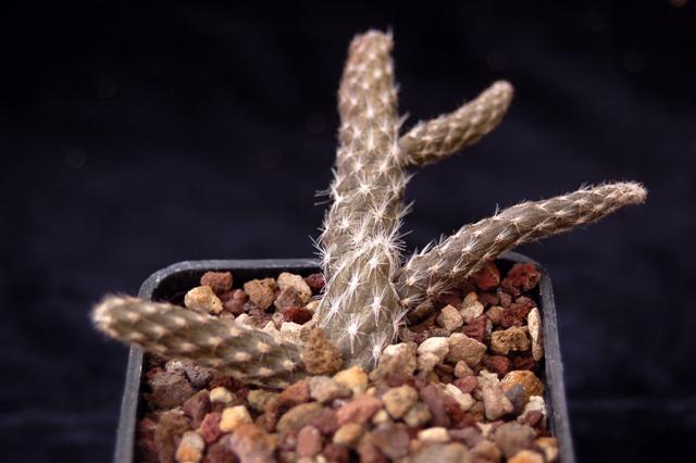 pterocactus decipiens