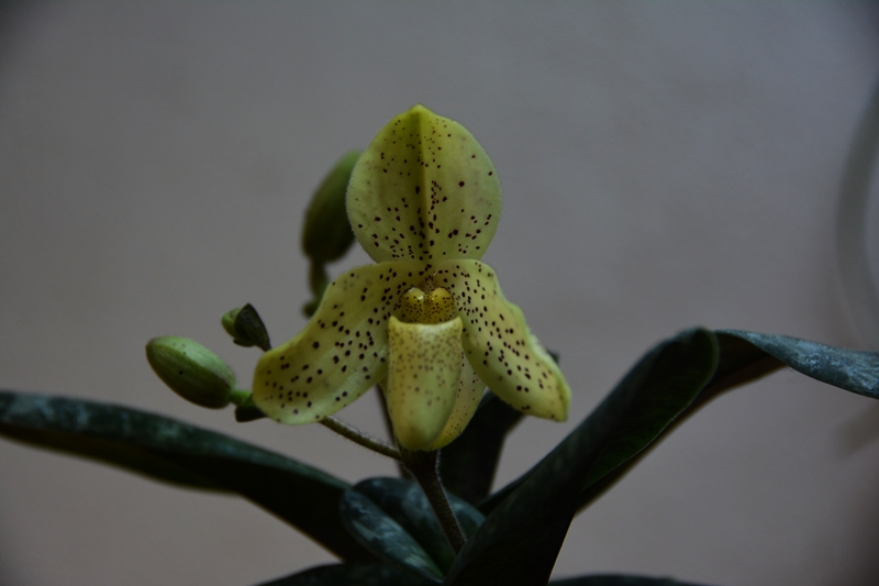 Paphiopedilum concolor  