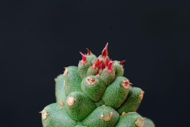 Monadenium ritchiei 