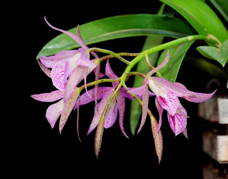 Brassanthe Maikai 'Mayumi'  