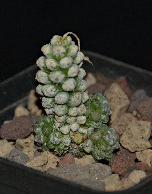 anacampseros filamentosa