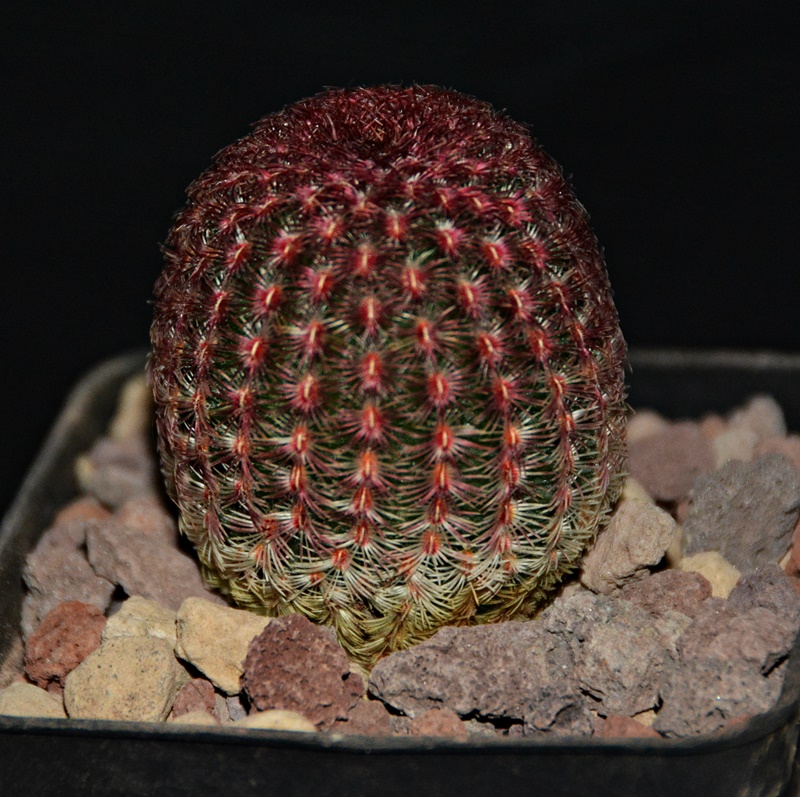 Echinocereus  rigidissimus v. rubispinus 