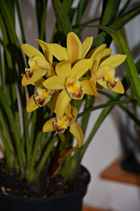 Cymbidium Sarah Jean  