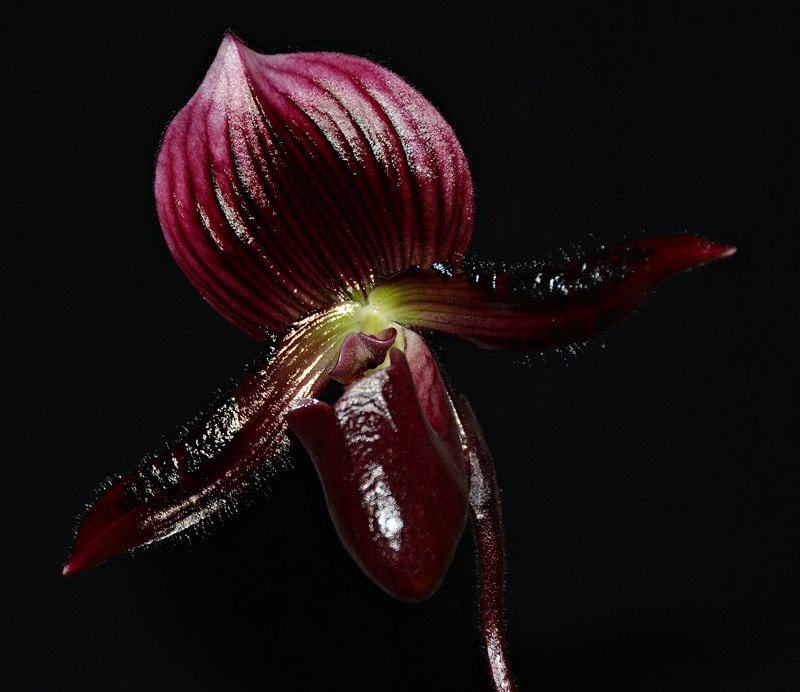 Paphiopedilum Maudiae 'Vinicolor'  