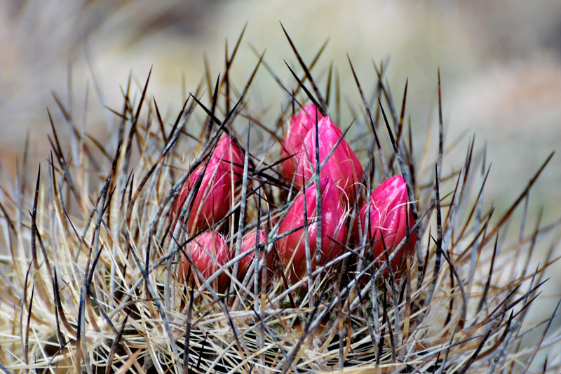 Neoporteria nigrihorrida 