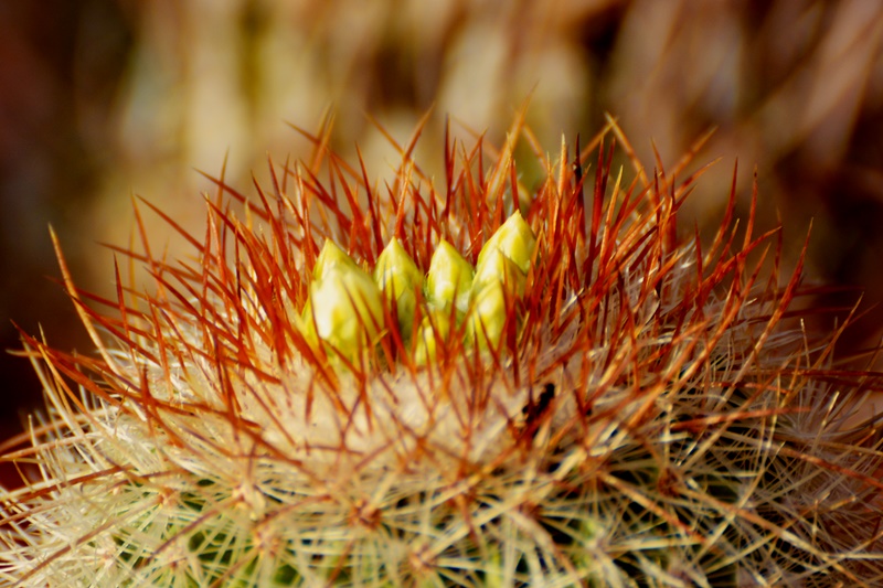 Stenocactus albatus 