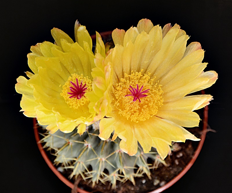 Notocactus buiningii 