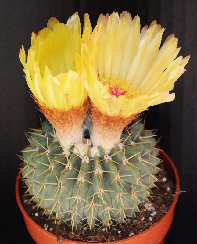 Notocactus buiningii 