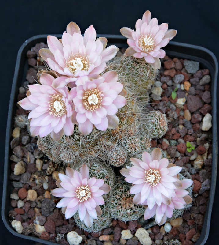 Gymnocalycium bruchii 