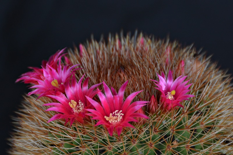 Mammillaria spinosissima 