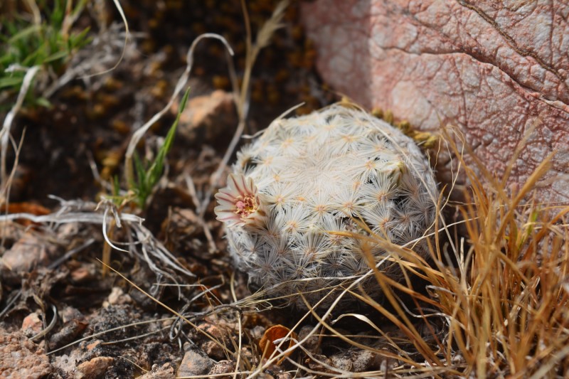 Mammillaria egregia 