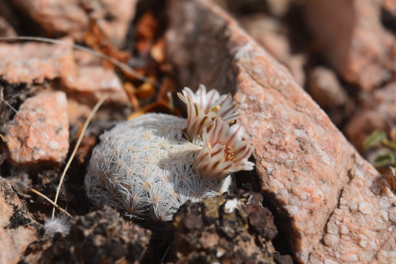 Mammillaria egregia 