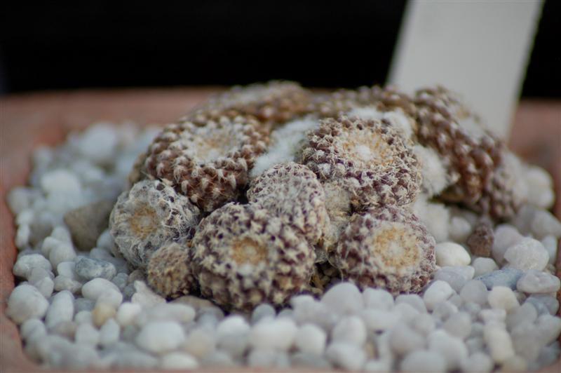 Copiapoa laui 