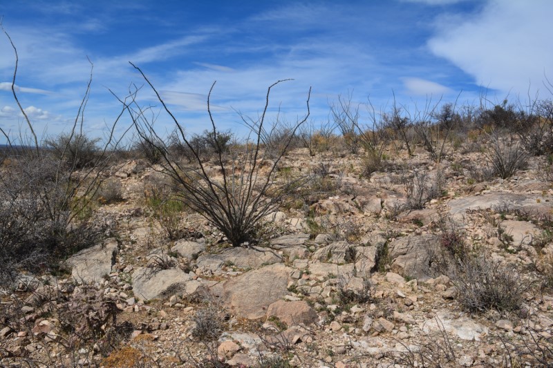 Mammillaria egregia 