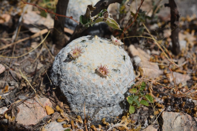 Mammillaria egregia 