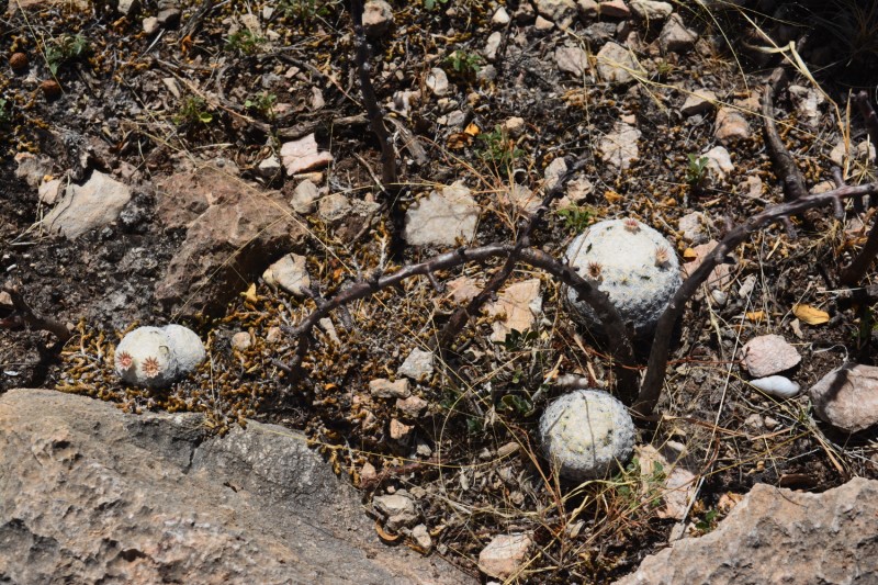 Mammillaria egregia 