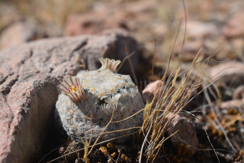 Mammillaria egregia 