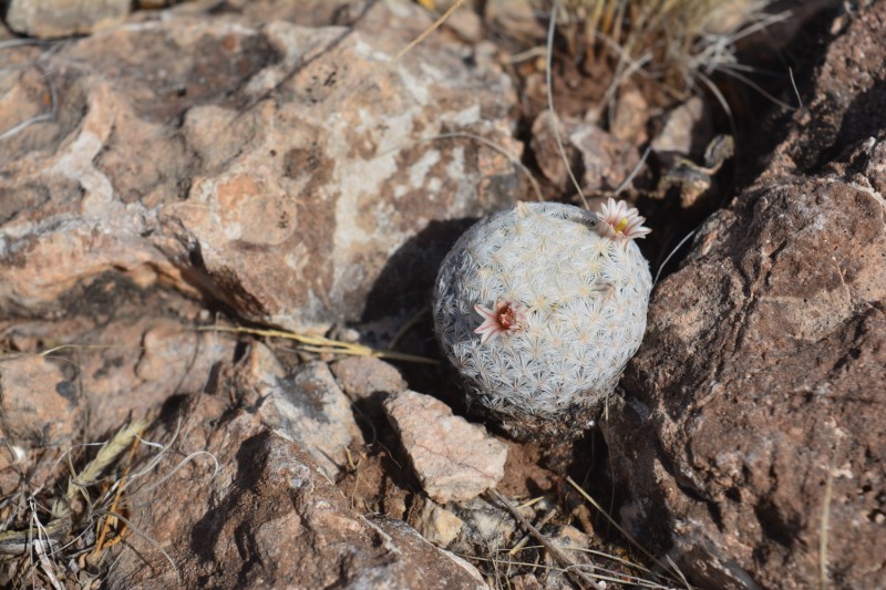 Mammillaria egregia 