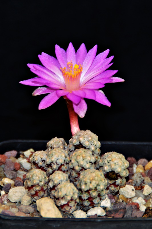 Mammillaria theresae 