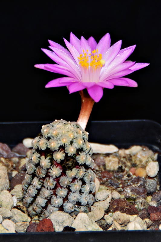 Mammillaria theresae 