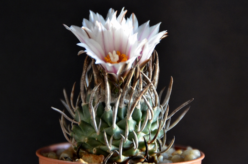 Turbinicarpus schmiedickeanus 