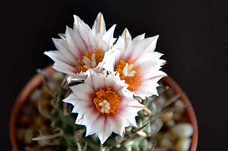 Turbinicarpus schmiedickeanus 