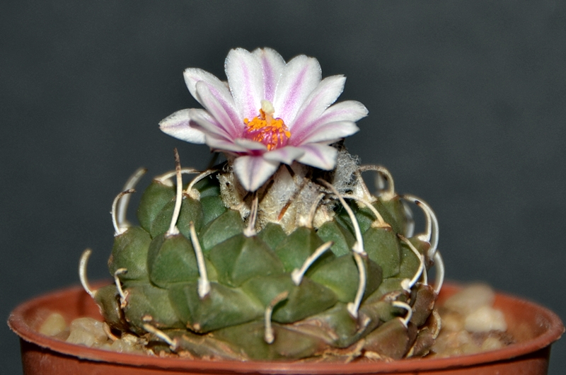 Turbinicarpus schmiedickeanus v. panarottoi MZ620