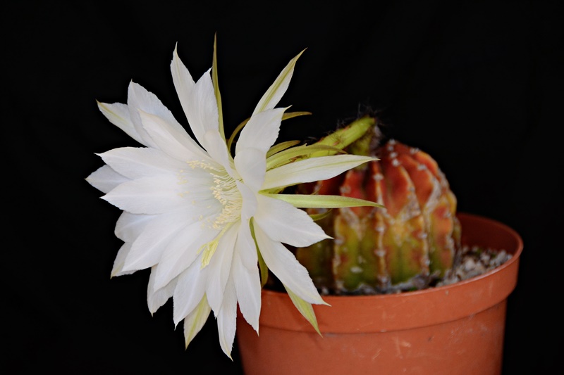 Echinopsis subdenudata 