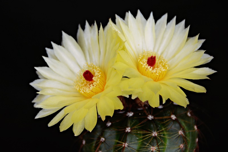 parodia ottonis