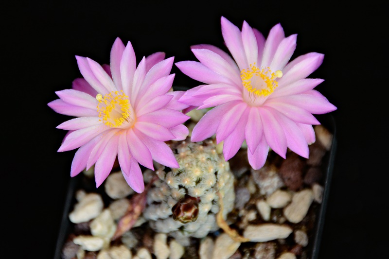 Mammillaria theresae 