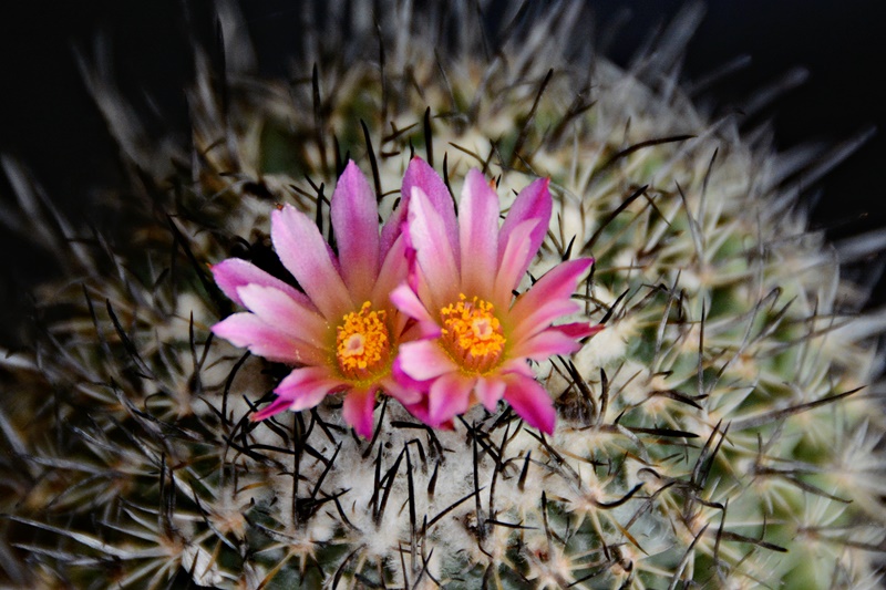 Turbinicarpus roseiflorus 