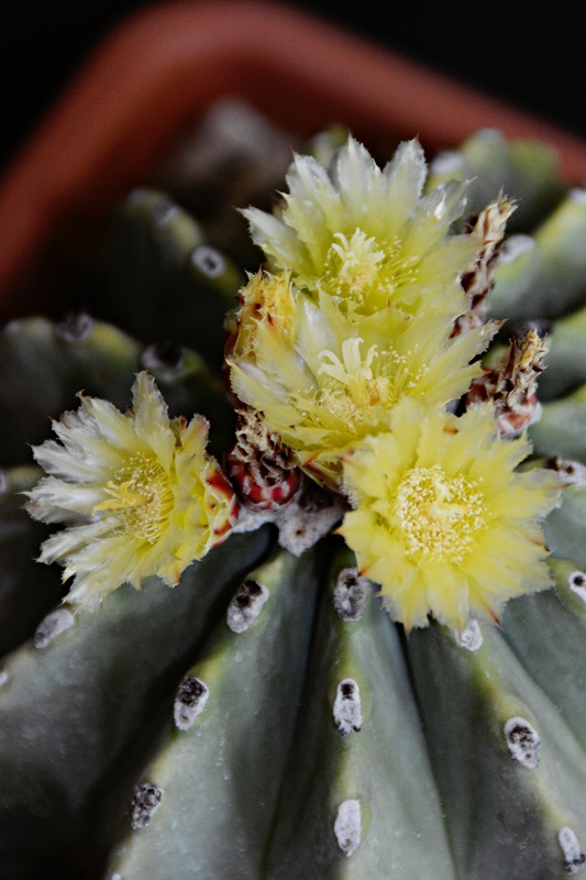 Ferocactus glaucescens v. inermis 