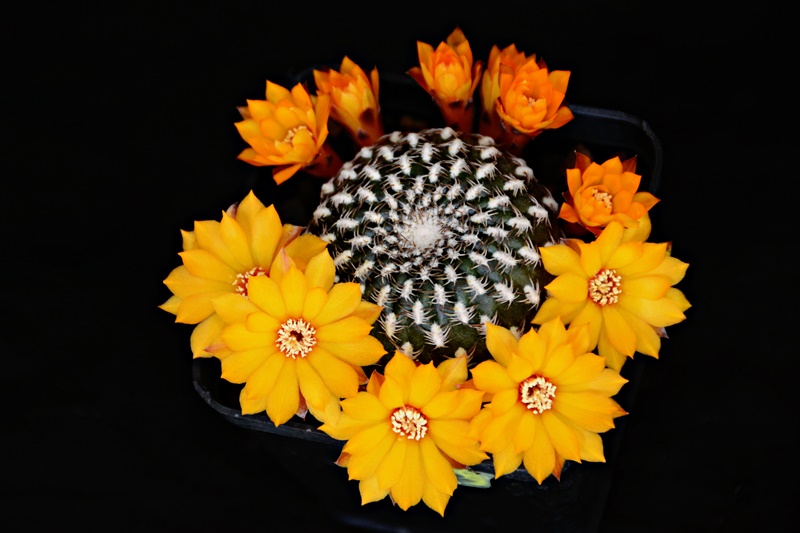 rebutia arenacea