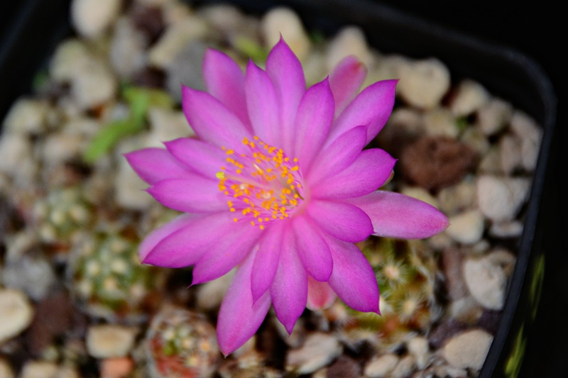 Mammillaria saboae ssp. haudeana 