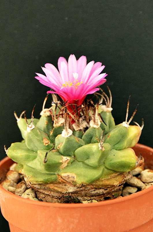 Turbinicarpus alonsoi 