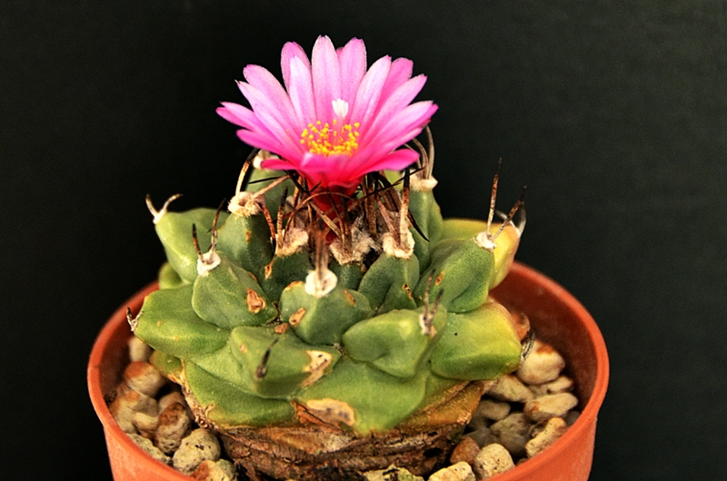 Turbinicarpus alonsoi 