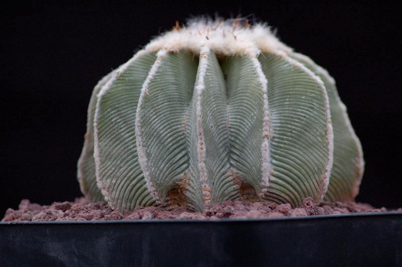 Aztekium hintonii 