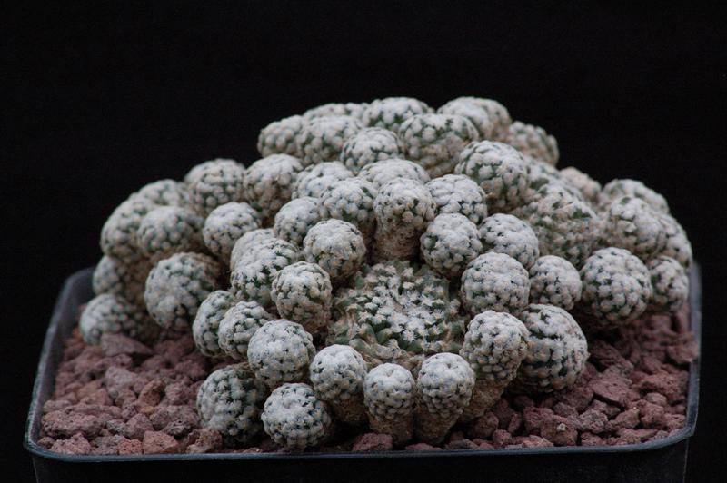 Turbinicarpus valdezianus v. albiflorus 