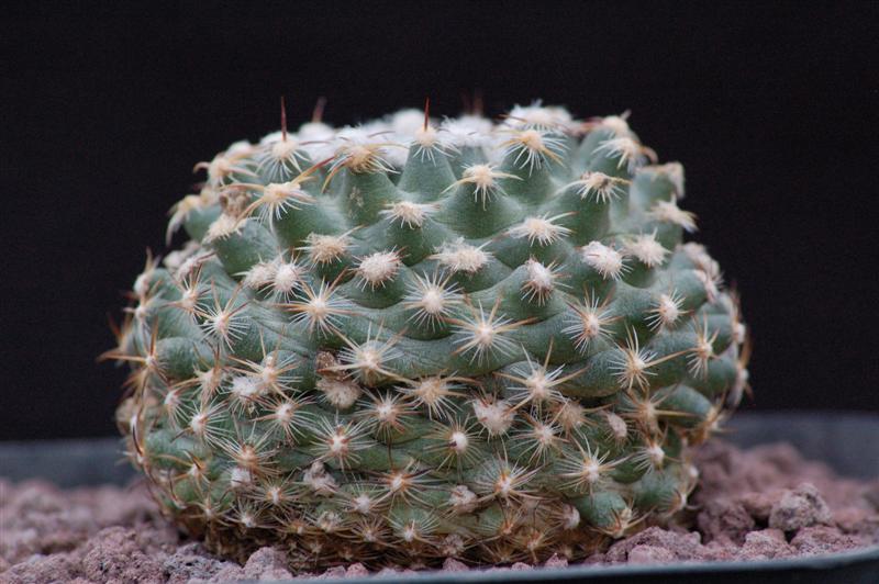 Pediocactus knowltonii 