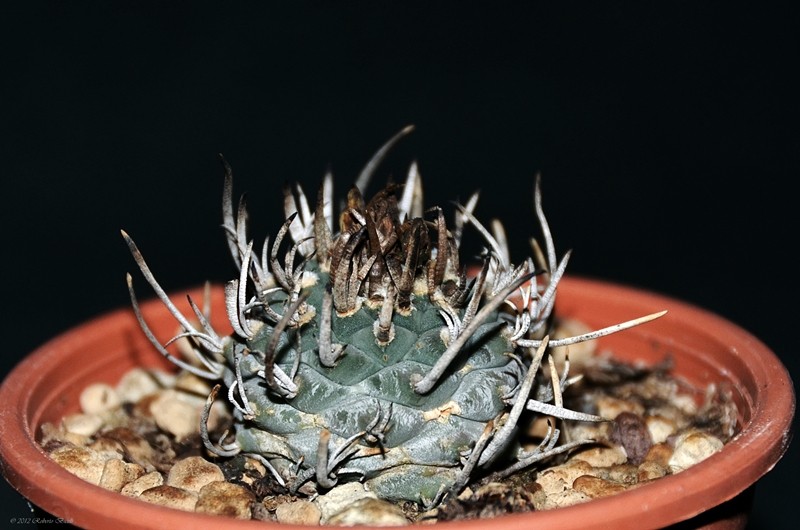 Turbinicarpus schwarzii 